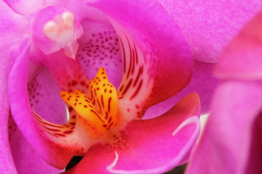 蘭花