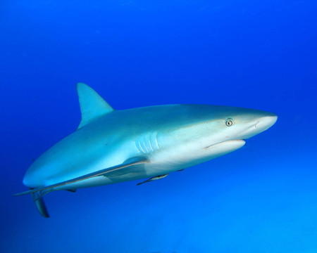 魚