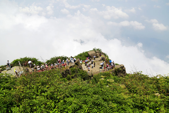 云海 綠葉 峨眉山云海 峨眉山