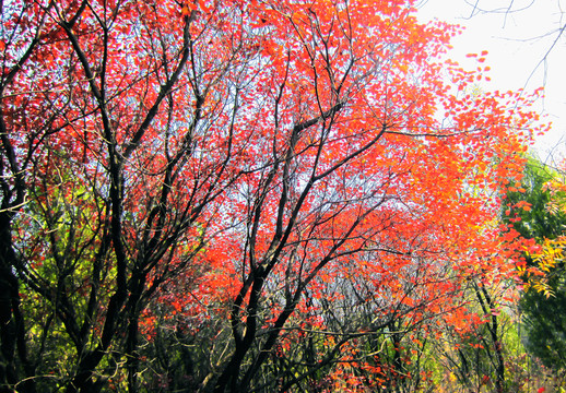 秋景 紅葉黃櫨