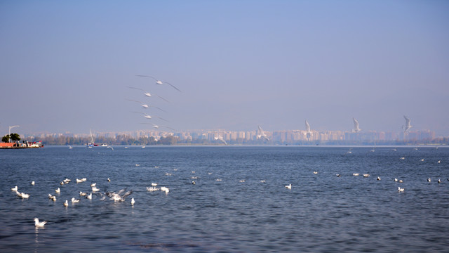 湖泊 海鷗 海鳥
