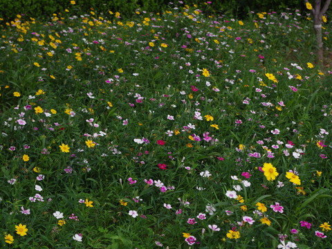 野花園