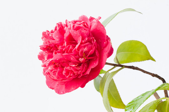 山茶花