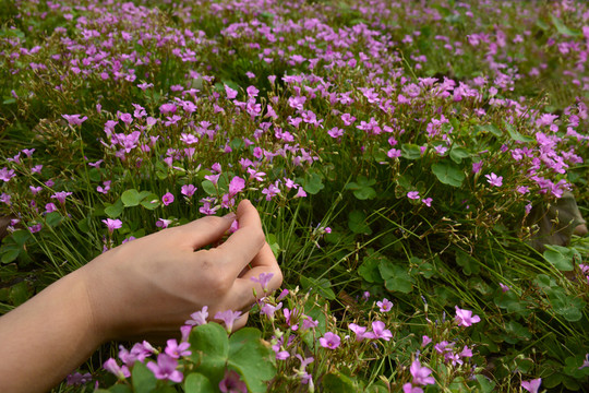 手采鮮花