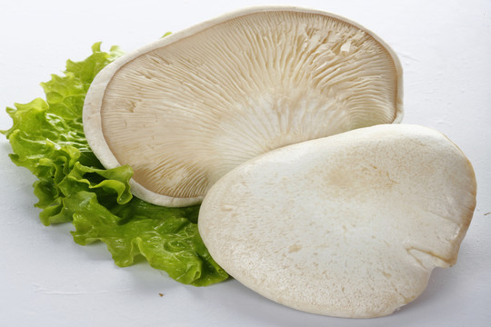 白靈菇