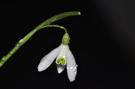 雪花蓮