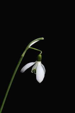 雪花蓮