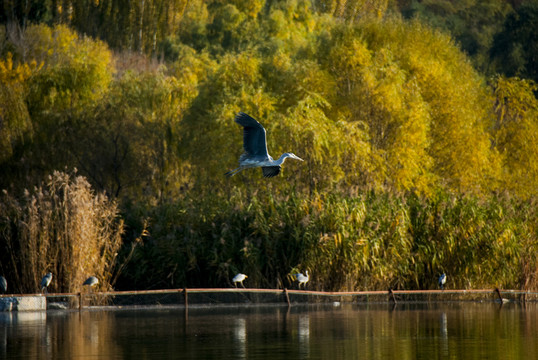北京奧林匹克森林公園 秋色