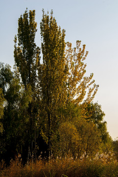 北京奧林匹克森林公園 秋色