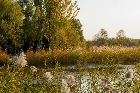 北京奧林匹克森林公園 秋色