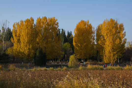 北京奧林匹克森林公園 秋色