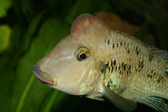 羅非魚