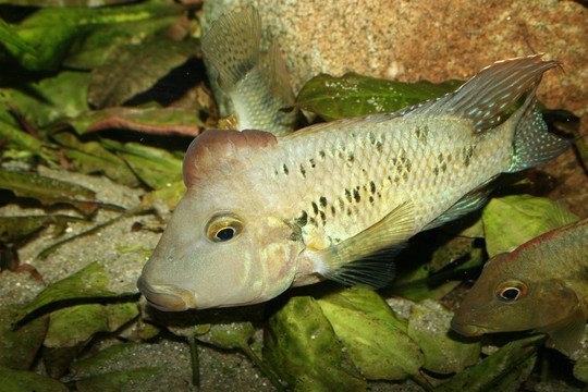 羅非魚