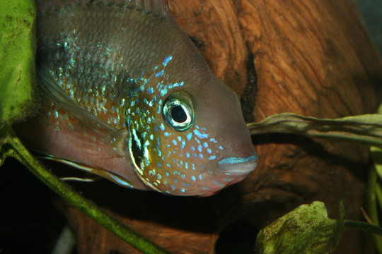 魚