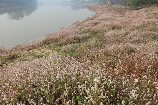 水蓼花開(kāi) （12）