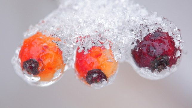 冰雪下的秋果