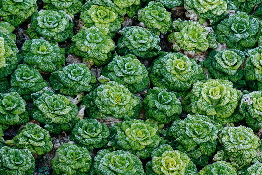 青菜