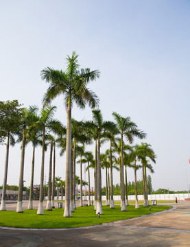 綠化樹(shù) 風(fēng)景樹(shù)