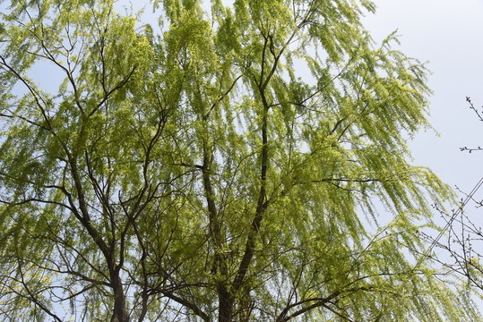 柳樹 楊柳枝
