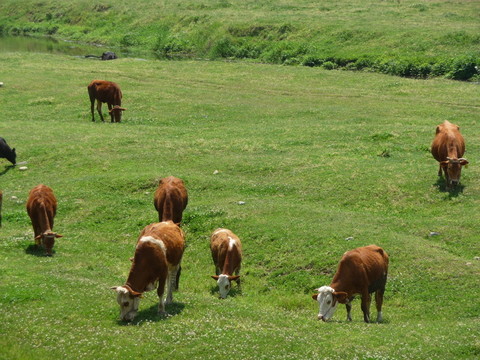 肉牛養(yǎng)殖