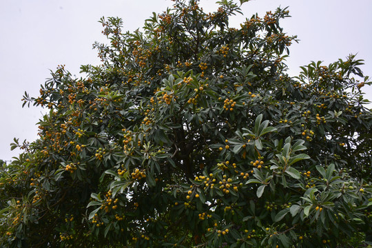 枇杷樹(shù)