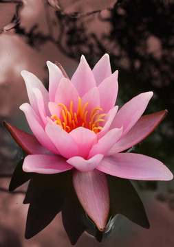 花