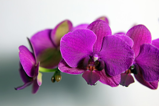 蘭花