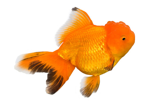 魚