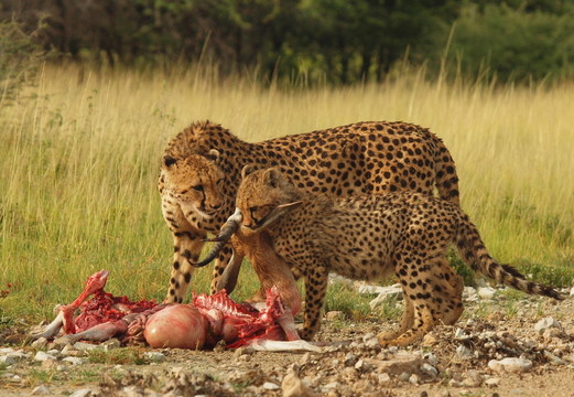 獵豹