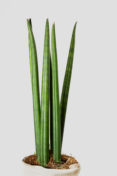sansevieria  -  sansevieria cylindrica
