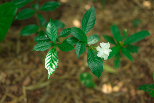 狗牙花