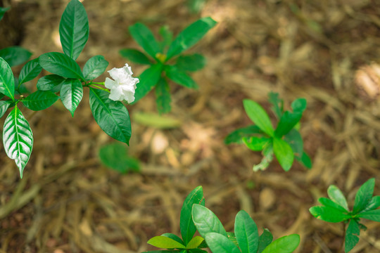 狗牙花