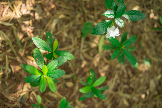 狗牙花