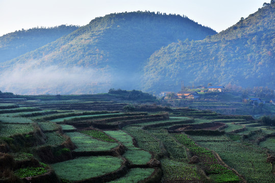 農(nóng)村 梯田