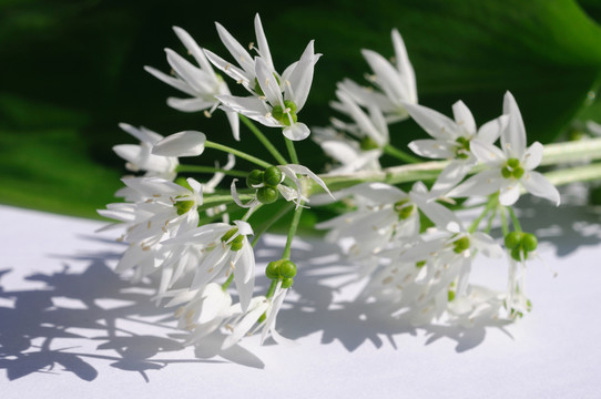 野蒜花