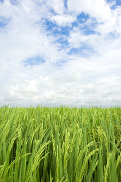 藍(lán)色