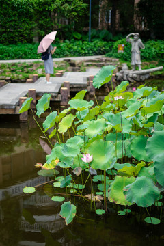 惠州南湖公園的荷花荷葉