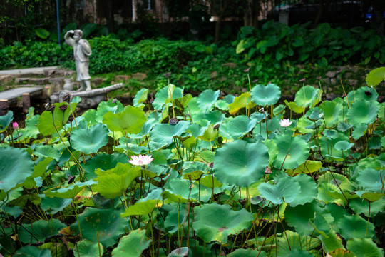 惠州南湖公園的荷花荷葉