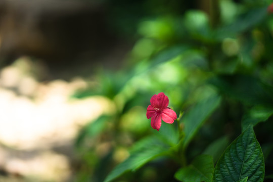 大花蘆莉