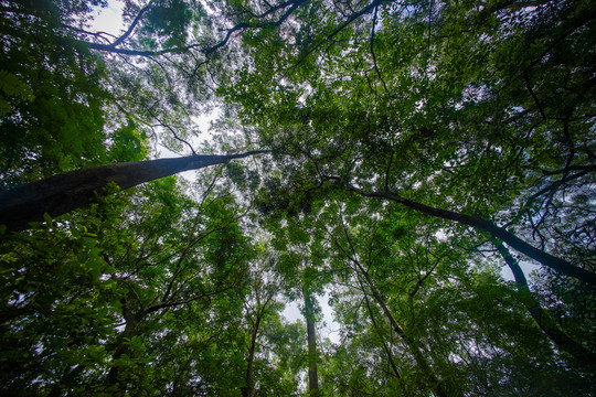 惠州飛鵝嶺公園的樹木
