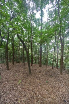 惠州飛鵝嶺公園