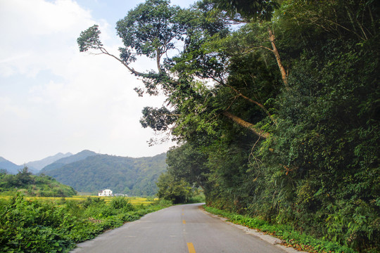 山村路古樹