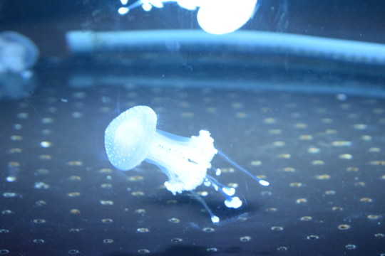 水母