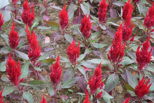 花