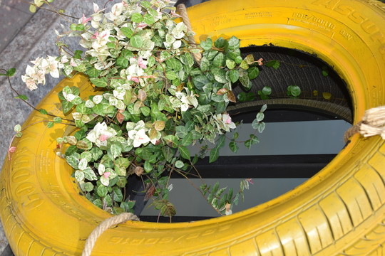 花輪胎