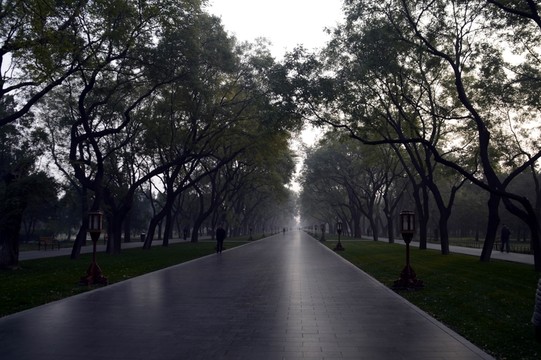 道路兩旁的樹林
