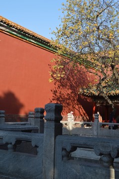 紅墻 邊上的小樹