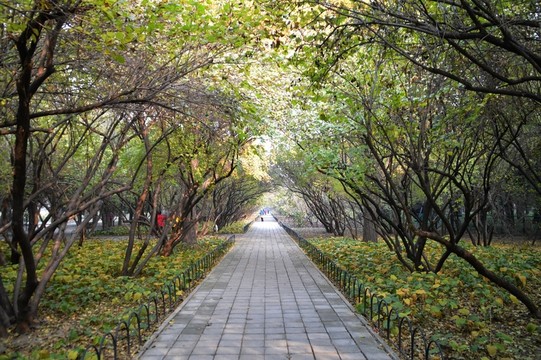 道路兩旁的樹林
