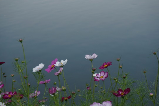 花卉