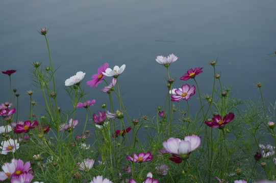 花卉